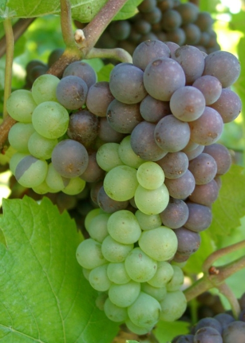 Grauburgunder Mutation f